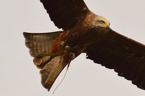 kite in flight in the wildpark poing