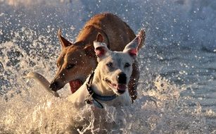 Dogs playing in a water