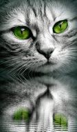 cat face with green eyes