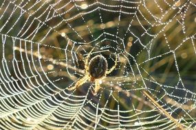 beautiful spider weaves a web