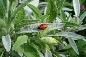 enchanting Ladybug