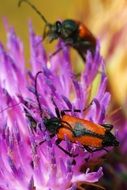 Lepture Cordigere or Stictoleptura