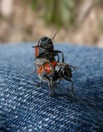 Mating Copulation Insects