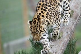 leopard is a large cat in the wild