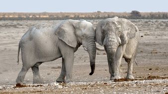 couple of elephants in Namibia