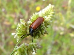 Orange Beetle or Lepidopteran
