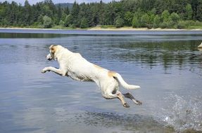 dog jumps into the water