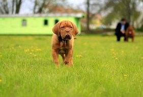 cute brown mastiff puppy on green grass