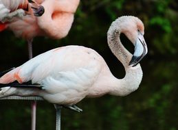perfect beautiful Flamingo near the plants