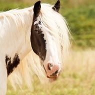 white brown horse with hairy mane