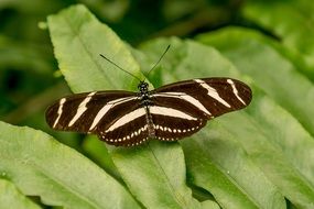 exotic butterfly in the butterfly park