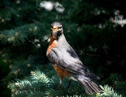 perched robin in wildlife
