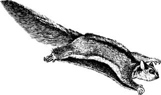 black and white graphic image of an animal from the of the new guinea