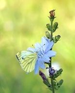 Close up picture of butterfly and plant
