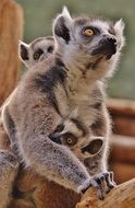 Picture of the lemur family in the zoo