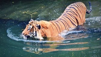 playful colorful sumatran tiger swimming in water