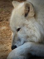 white wolf close up