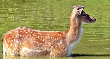 wild deer in a pond