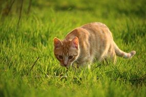 foraging young red cat