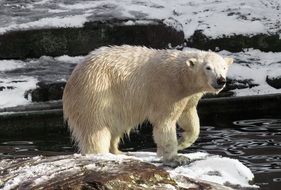 polar bear in the nuremberg zoo