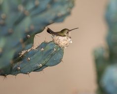 tiny bird on a cactus