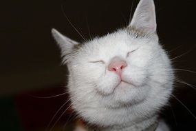 charming sleeping cat