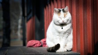 Cat Kitten Animal White Sitting