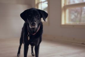 black dog in an empty room