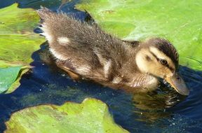 duckling among the water lily leaves