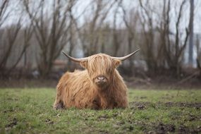 Highlander Nature Cow Horns