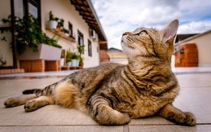 tabby cat on the hotel terrace
