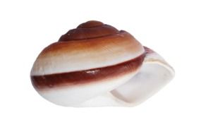 sea shell in the form of infinity on a white background