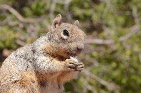 beautiful charming Squirrel