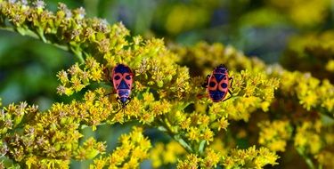 For Beetle