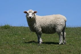 sheep on farmland on a sunny day