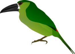 graphic image of a green bird with a big beak
