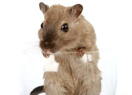 domestic rat in the glass