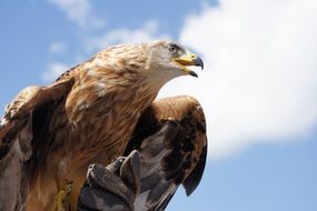 golden eagle against the sky with clouds