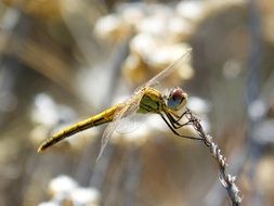 yellow dragonfly on a thin tree branch