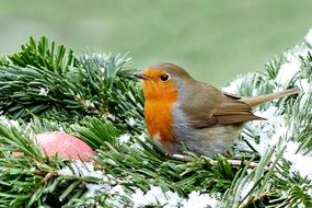 foraging robin in winter