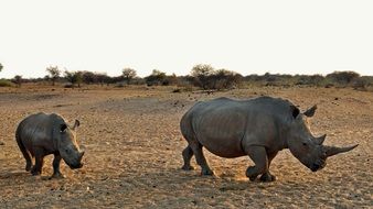 rhino with calf in natural environment in namibia