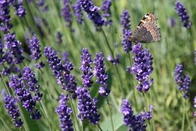 dark brown butterfly on a purple lavender field