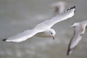 seagull floating in the air