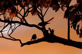 silhouettes of birds on a tree branch in the evening
