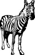 zebra as a black and white graphic image