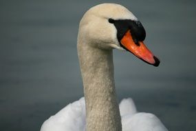 white Swan head portrait