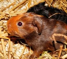 pretty brown Guinea Pig