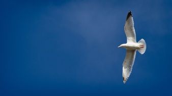 freedom Seagull in the blue sky