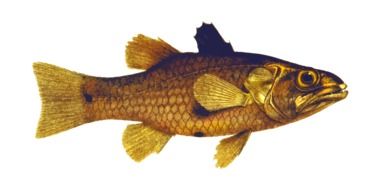 Fish gold Ocean