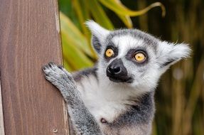 ring-tailed lemur in the natural environment of Madagascar